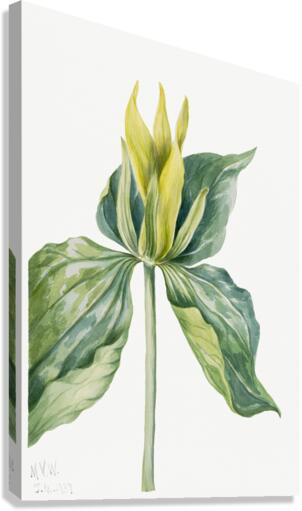 Wake-Robin Trillium underwoodii 1937 Canvas Print