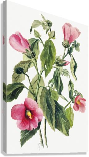 Rose Gentian Sabbatia angularis 1880  Canvas Print