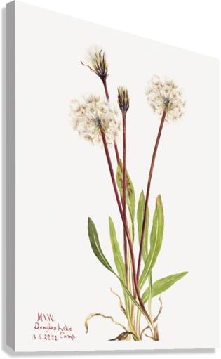 Slender Agoseris Agoseris gracilens 1922 Canvas Print