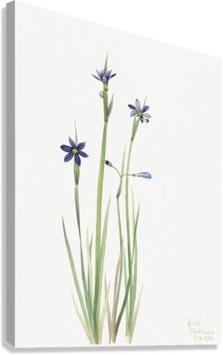 Blue-eyed-grass Sisyrinchium angustifolium 1920 Canvas Print