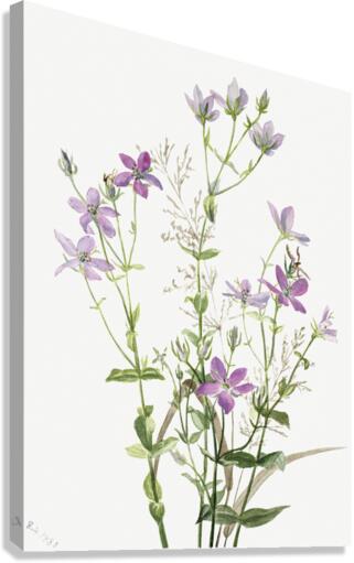 Gentianacease sabbalia angularis 1880 Canvas Print