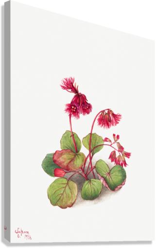 Winterberry Ilex verticillata 1920 Canvas Print