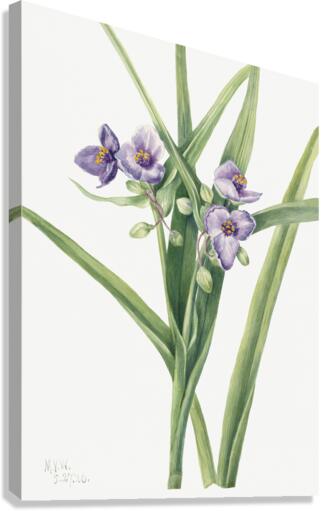 Virginia Spiderwort Tradescantia virginiana 1920 Canvas Print