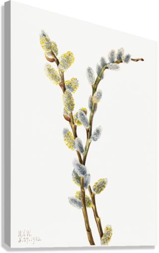 Pussy Willow Salix discolor 1920 Canvas Print