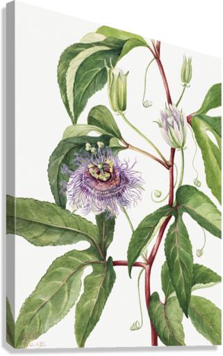 Maypop Passiflora incarnata 1926 Canvas Print