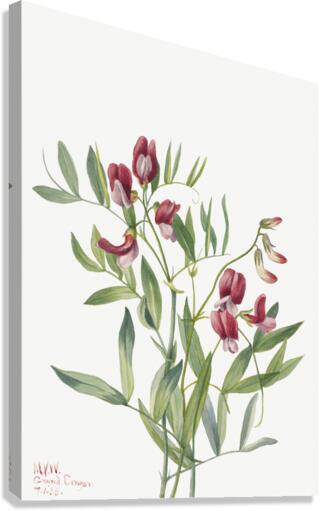 Wild Pea Lathyrus decaphyllus 1938 Canvas Print