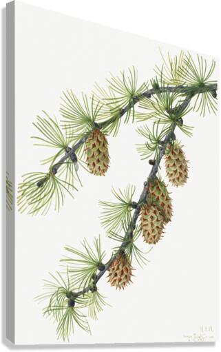 Western Larch Larix occidentalis 1923 Canvas Print