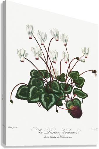 The Narrow–Leaved Kalmia Canvas Print