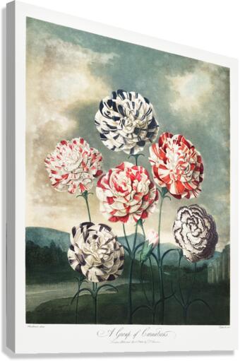 A Group of Carnations Canvas Print