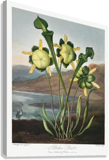 Pitcher Plant  Canvas Print