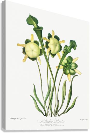 Pitcher Plant Canvas Print