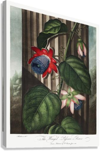 The Winged Passion-Flower Canvas Print