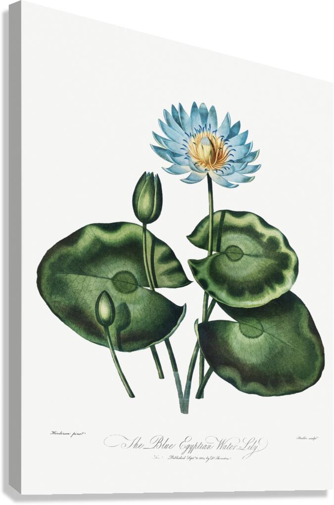 The Blue Egyptian Water-Lily Canvas Print