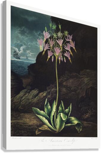 The American Cowslip Canvas Print