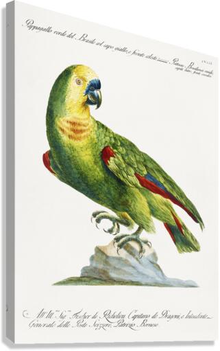 Pappagallo verde del Brasile col capo giallo e fronte celeste Parrot Canvas Print