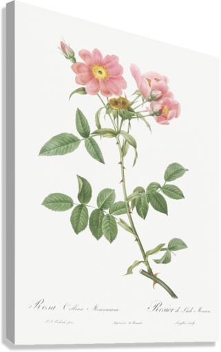 Lady monson rose in bloom Canvas Print
