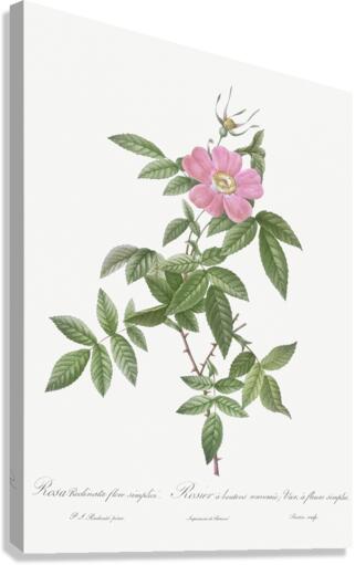 Pink boursault rose Canvas Print