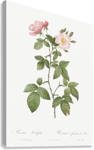 Redleaf rose in bloom Canvas Print