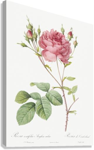Pink agatha rose Canvas Print