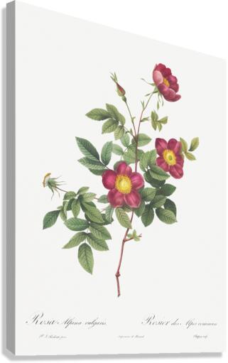 Blooming alpine rose Canvas Print