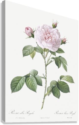 Vintage rosa alba Canvas Print