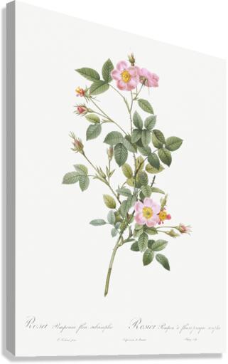 Speckled provins rose Canvas Print