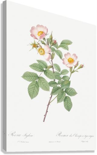 Beautiful field rose Canvas Print