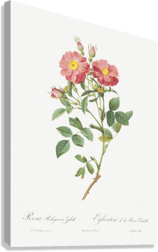 Blooming pink roses Canvas Print