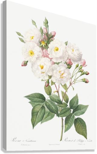 Flowering rosebush Canvas Print