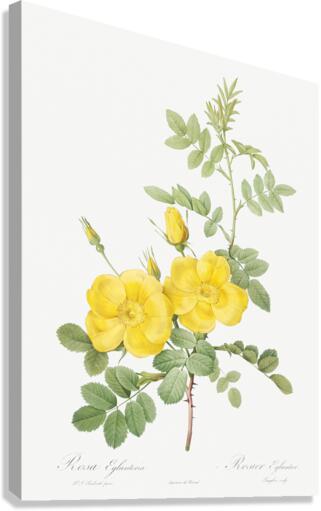 Yellow sweetbriar roses Canvas Print