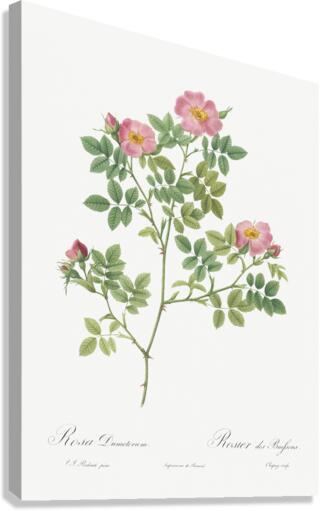 Vintage Provence rose Canvas Print