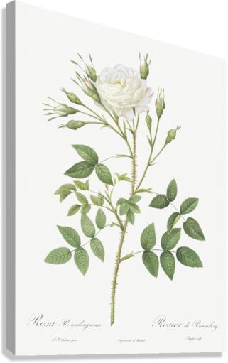 Vintage thornless Burnet rose Canvas Print