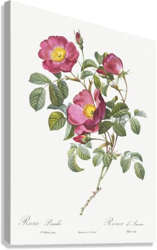 Rose of love in bloom Canvas Print