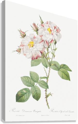 White damask rose Canvas Print