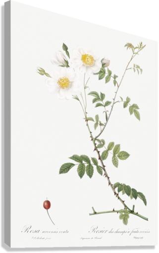 White field roses Canvas Print