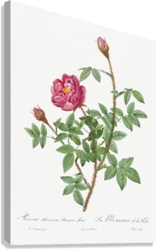 Anemone flowered rose Canvas Print