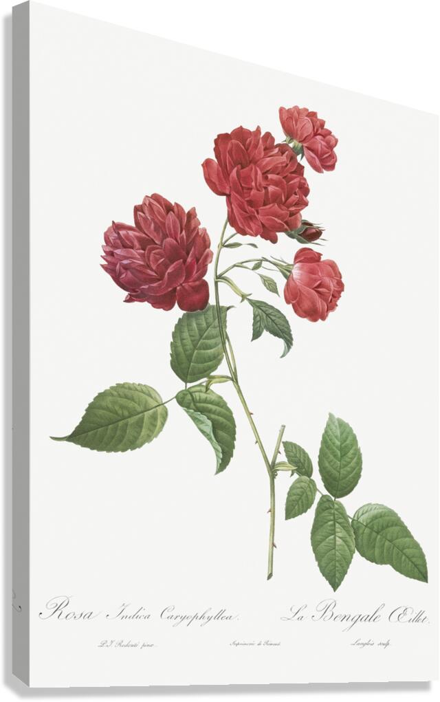 Anemone flowered rose Canvas Print