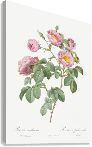 Pink roses in bloom Canvas Print