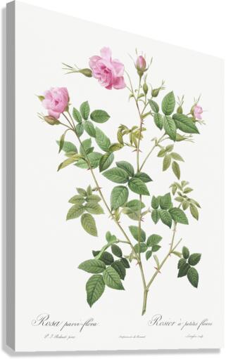 Pink flowering rosebush Canvas Print