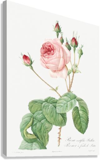 Vintage Provence rose Canvas Print