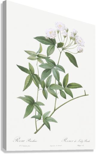 Vintage Lady Banks rose Canvas Print