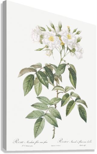 Blooming musk roses Canvas Print