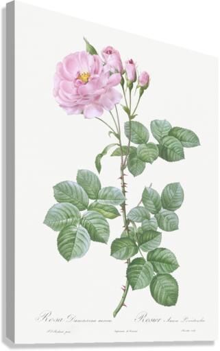 White climbing rose Canvas Print