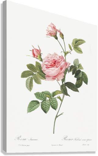 Pink rose turbine Canvas Print
