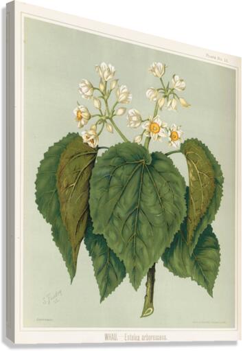 Sarah Featon 035 Canvas Print