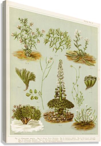 Sarah Featon 017 Canvas Print