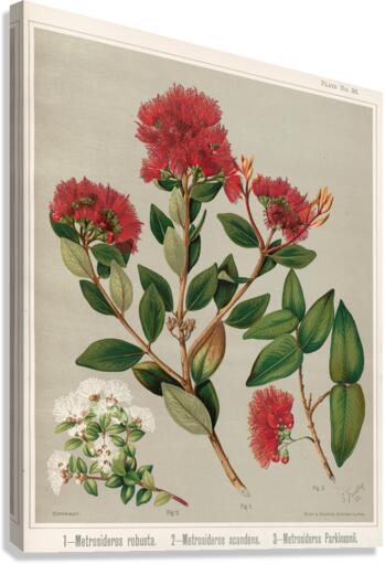 Sarah Featon 001 Canvas Print