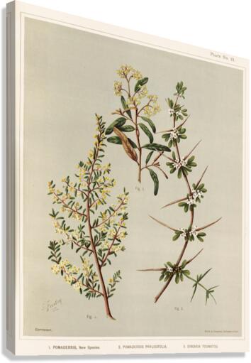 Sarah Featon 012 Canvas Print