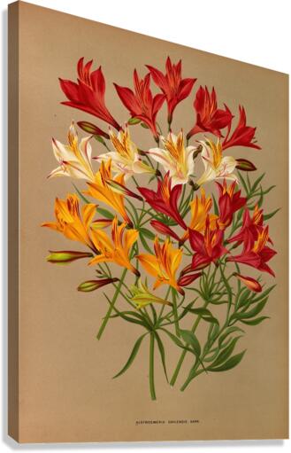 Album van Eeden : Haarlems flora : 1872-1881 Canvas Print