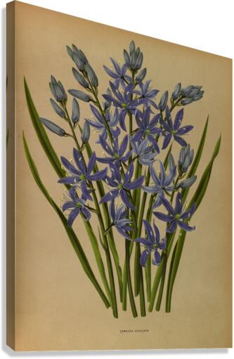 Album van Eeden : Haarlems flora : 1872-1881 Canvas Print